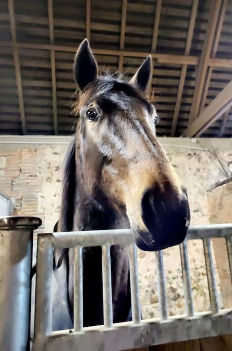 Gite Au Haras D'Agathe Et Ses Princes Les Barils Exterior photo